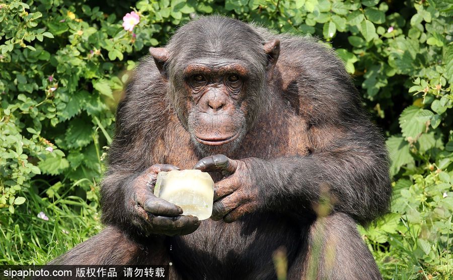 英國高溫 黑猩猩享用冰塊食物逗趣十足