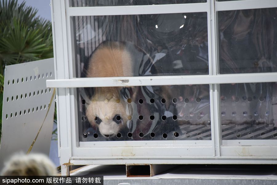 中國大熊貓“夢夢”“嬌慶”抵達(dá)德國柏林 時隔五年德民眾再迎大熊貓