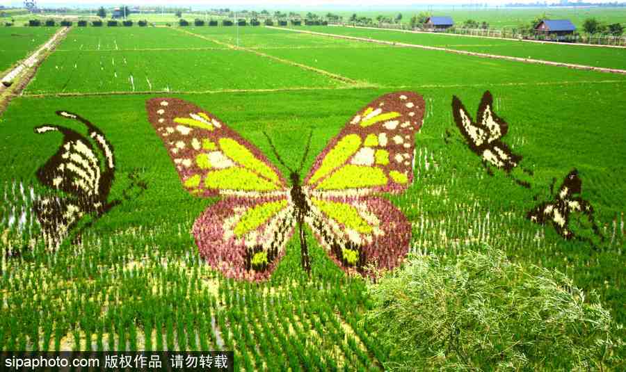 沈陽(yáng)：稻田畫(huà)迎來(lái)最佳觀賞期 色彩艷麗震撼壯觀美翻了