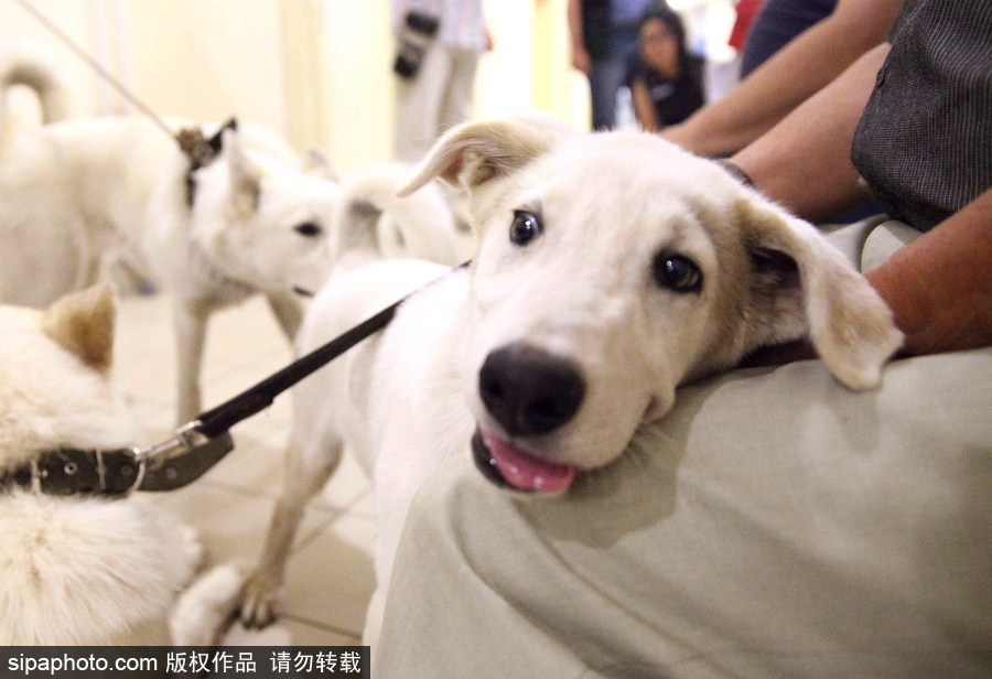 看看活潑可愛的克隆雅庫特萊卡犬 俄羅斯與韓國攜手培育打造