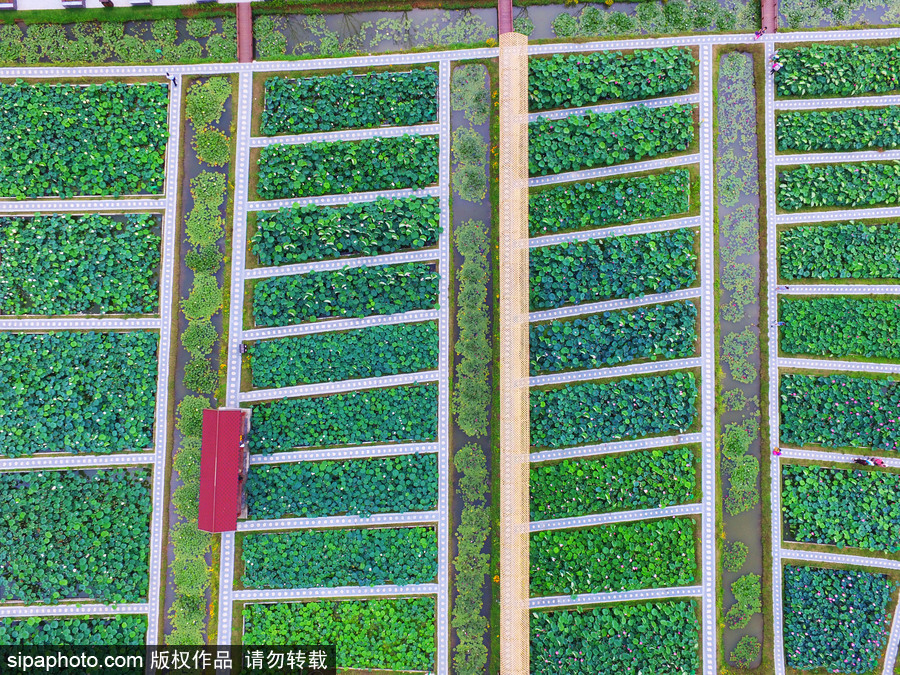 南京萬(wàn)畝荷塘碧葉連天 航拍清新綠“蓮海”蔚為壯觀