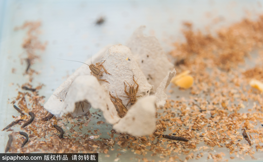 意大利舉辦蝴蝶展 完美詮釋蝴蝶發育四個階段