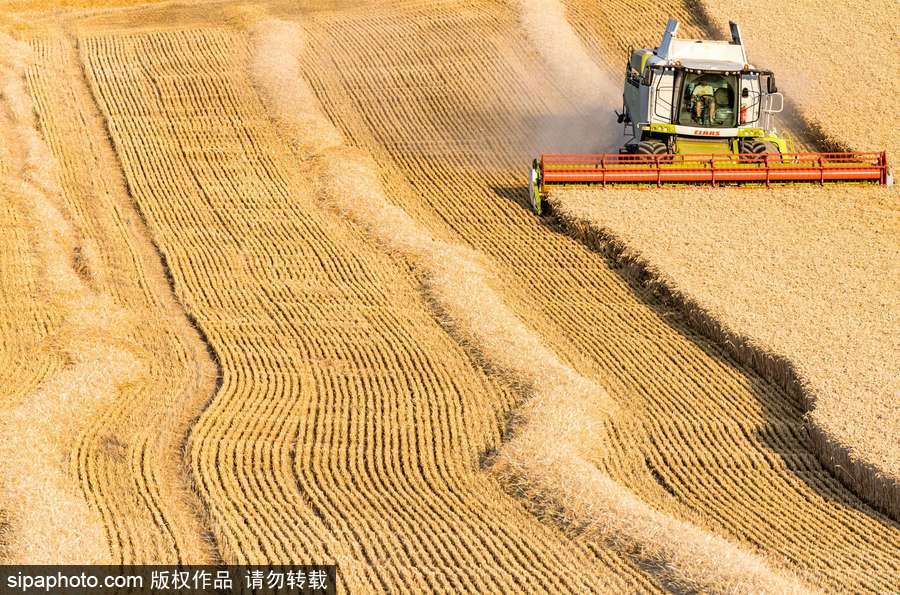 真正的金色麥浪 法國勃艮第小麥收獲季