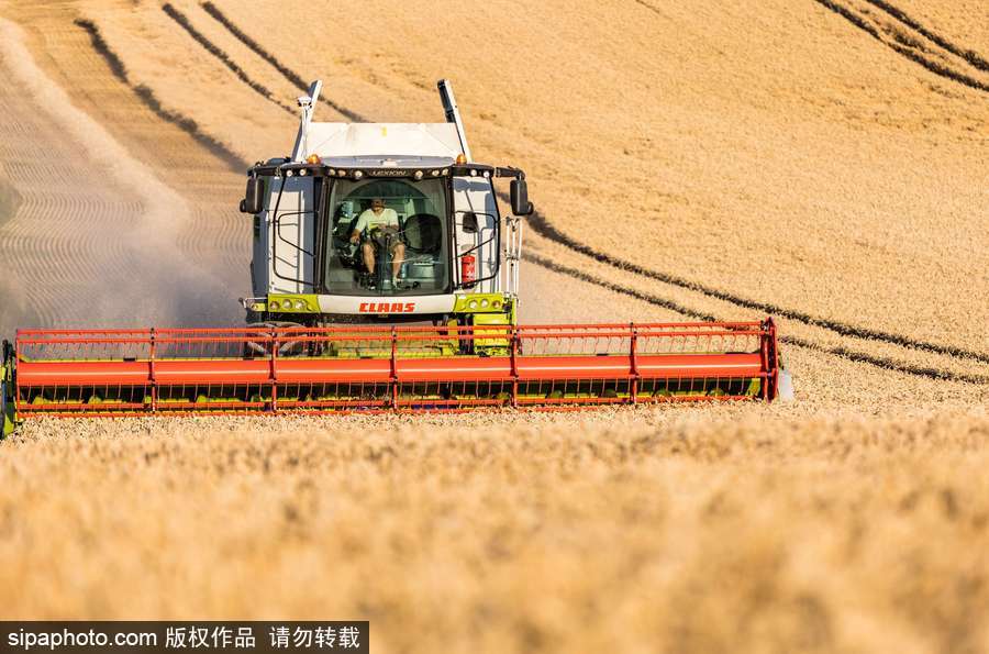 真正的金色麥浪 法國勃艮第小麥收獲季