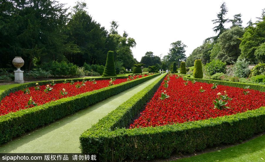 永不凋謝的鮮花 英國克萊夫登莊園內現蠟質秋海棠