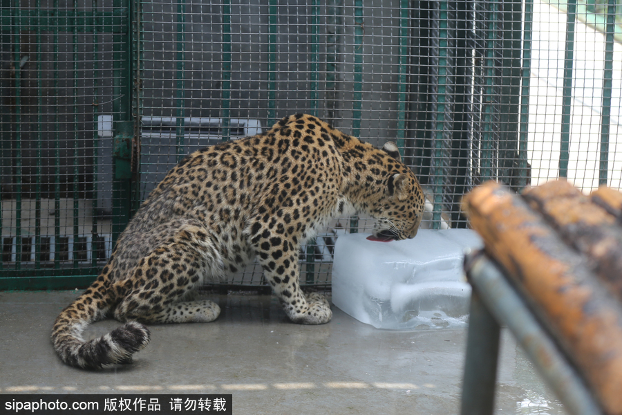 鄭州：動物避暑各出奇招 啃冰泡澡吃瓜無所不能