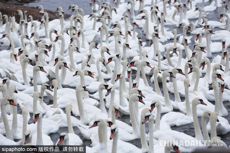 英國：白天鵝大“派對” 匯聚飼養場場面十分壯觀