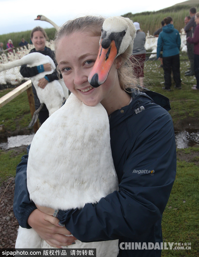 英國：白天鵝大“派對” 匯聚飼養場場面十分壯觀