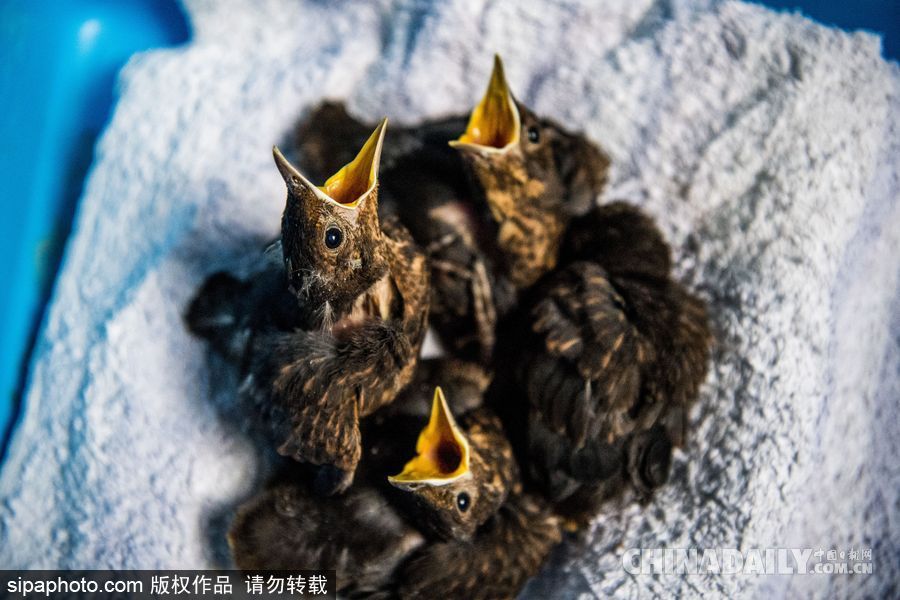 荷蘭：受動物保護(hù)者照顧的“孤兒”小鳥 嗷嗷待哺萌態(tài)十足