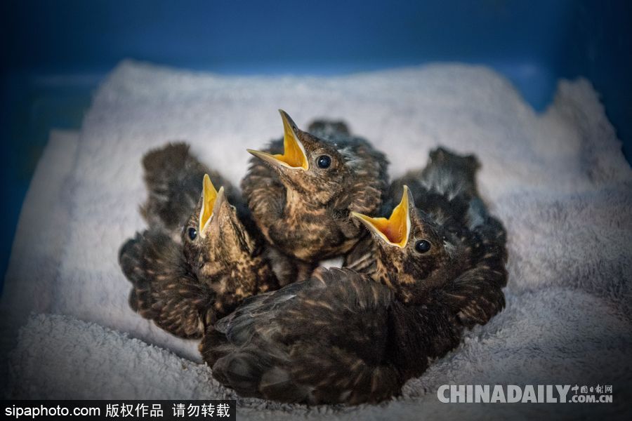荷蘭：受動(dòng)物保護(hù)者照顧的“孤兒”小鳥 嗷嗷待哺萌態(tài)十足