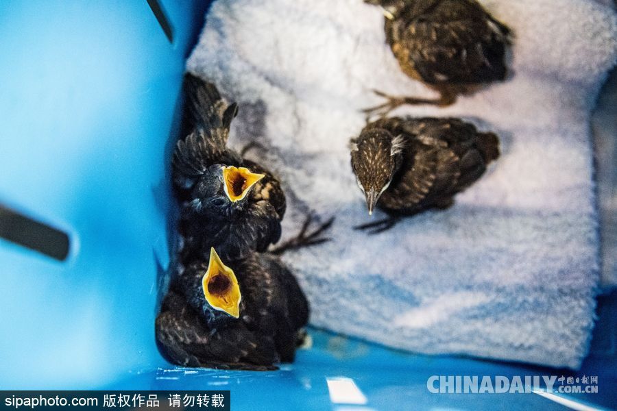 荷蘭：受動物保護者照顧的“孤兒”小鳥 嗷嗷待哺萌態十足