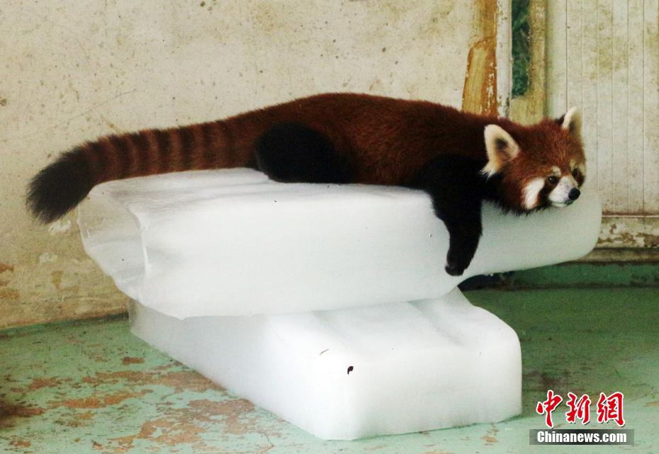 武漢持續晴熱高溫 動物避暑萌態盡顯