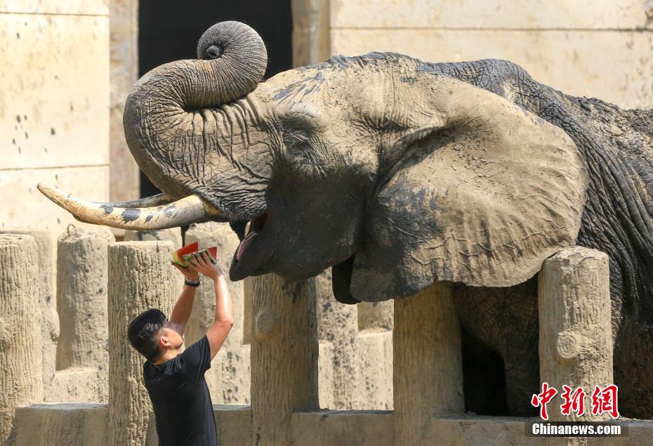 武漢持續(xù)晴熱高溫 動(dòng)物避暑萌態(tài)盡顯