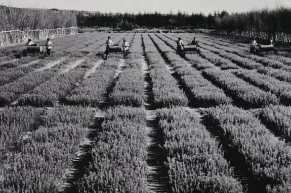 英國小哥到河北塞罕壩避暑，竟意外收獲了一個美麗的故事丨好運中國