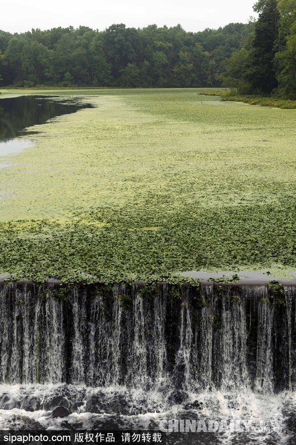 美國紐堡藍綠藻類泛濫成災 河水散發惡臭