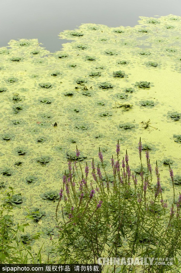 美國紐堡藍(lán)綠藻類泛濫成災(zāi) 河水散發(fā)惡臭