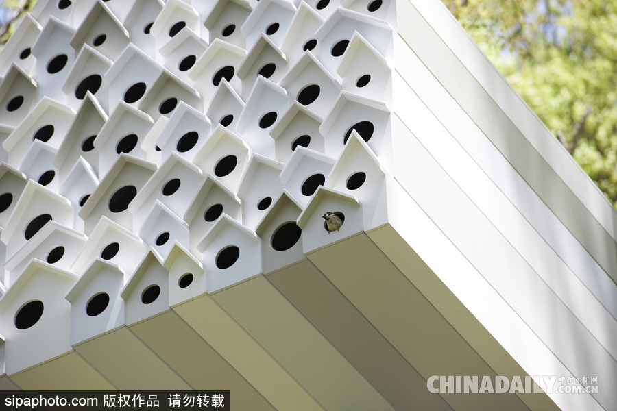 令人驚嘆！日本建筑公司筑起共享樹(shù)屋 人類可與鳥(niǎo)兒在屋內(nèi)同住