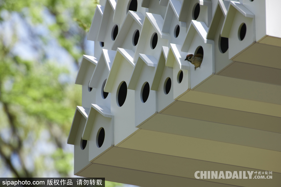 令人驚嘆！日本建筑公司筑起共享樹屋 人類可與鳥兒在屋內同住