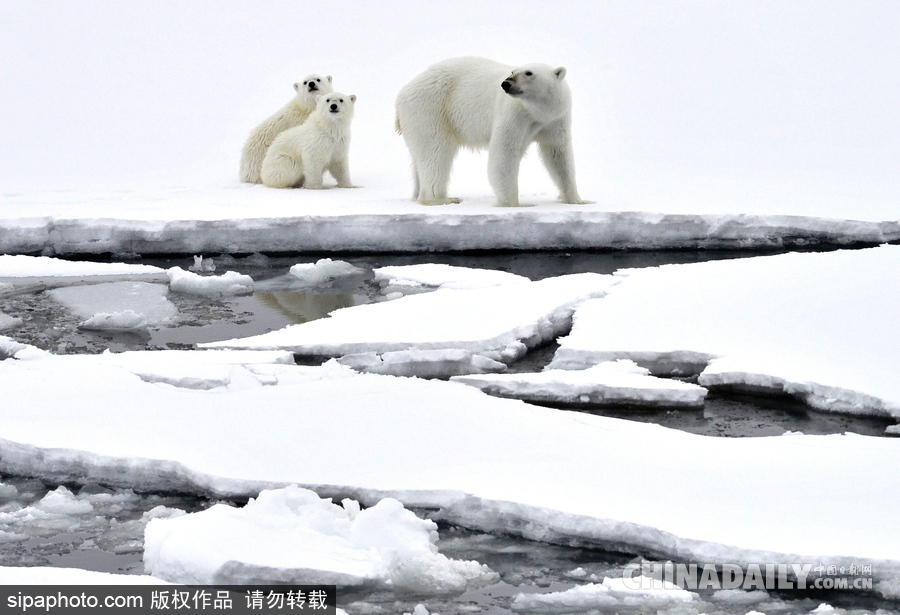 冰面上的北極熊 悠閑散步呆萌十足