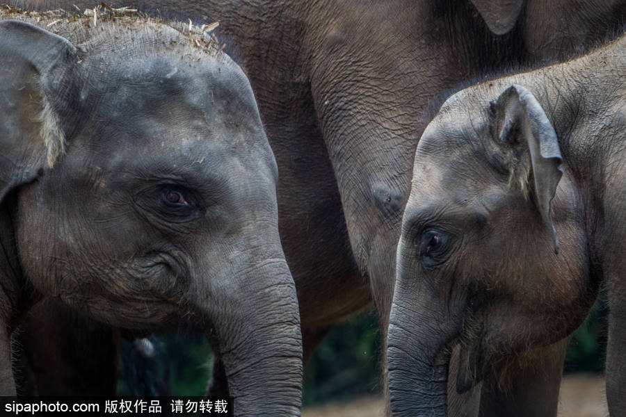實拍瀕危物種：野生蘇門答臘象群