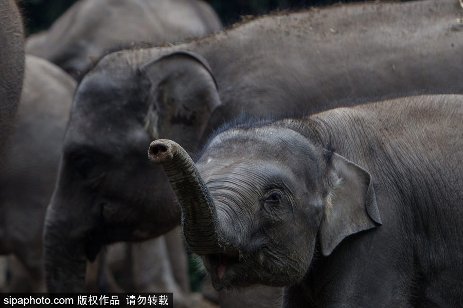 實拍瀕危物種：野生蘇門答臘象群