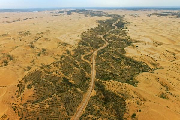 鄂爾多斯治沙人:三兄弟12年沙海造林4.7萬畝