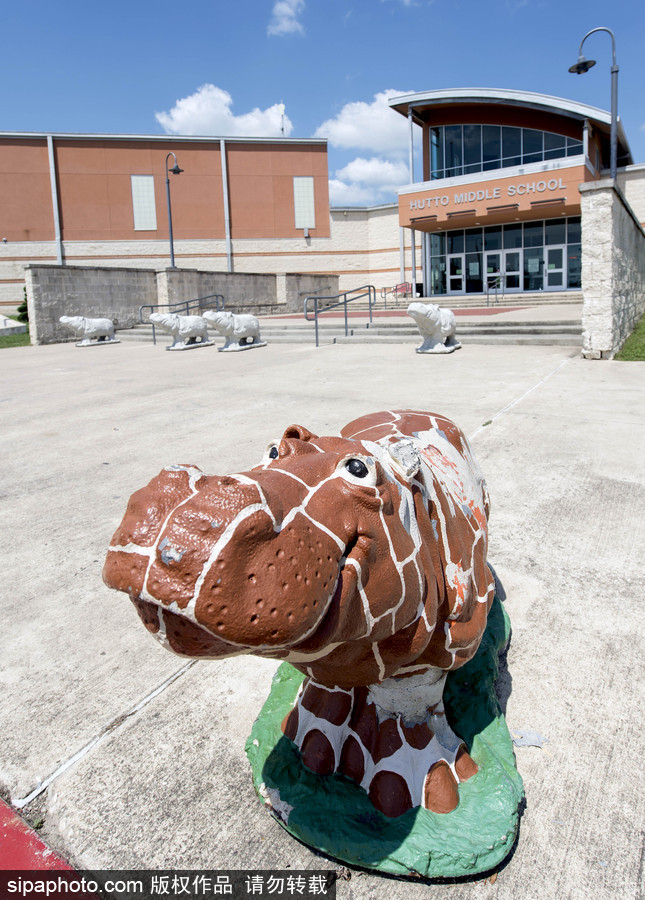 “河馬小鎮(zhèn)”美國胡托 街頭遍布河馬雕塑