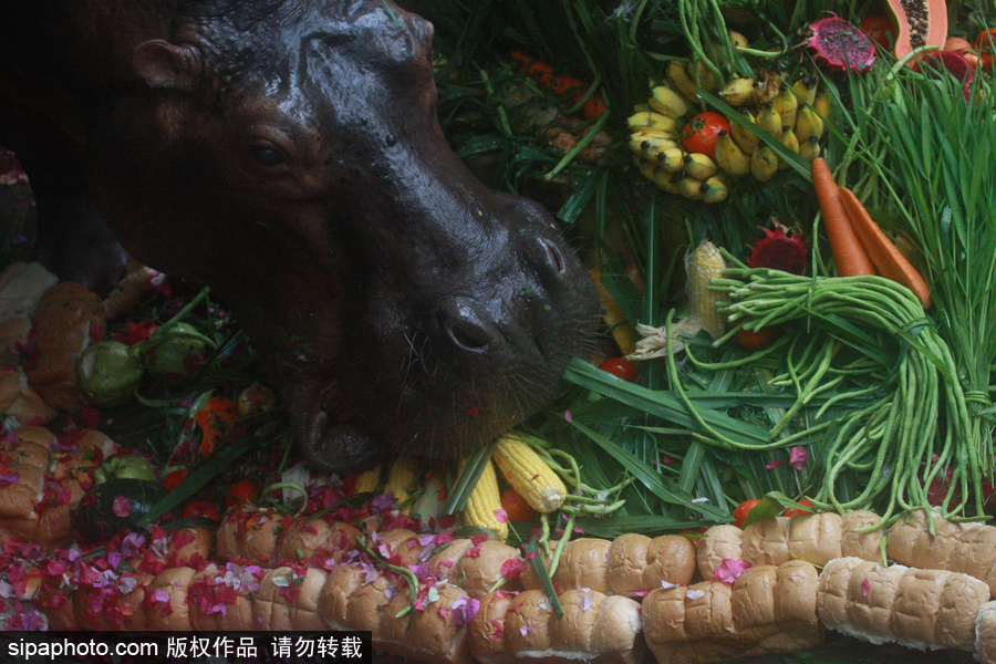 泰國為最長壽河馬“馬里”舉辦51歲生日會 吃相萌翻游客