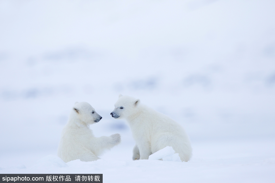 靜謐天地之間 冰天雪地中的北極熊和幼崽