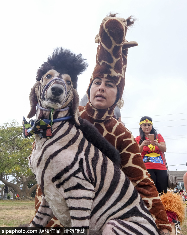 美國洛杉磯萬圣節(jié)狗狗大游行開啟 汪星人搞怪變裝逗趣十足