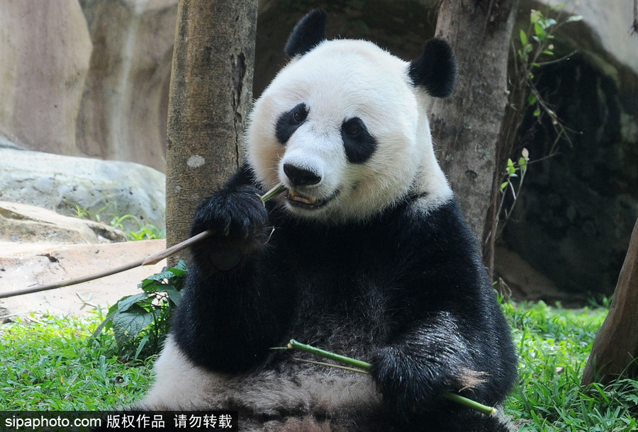 旅印尼大熊貓“彩陶”“湖春”適應新家 變身“吃貨”狂啃竹子