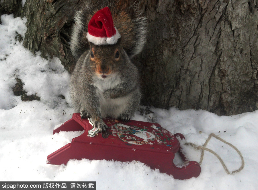 松鼠愛打扮！ 美國社交障礙女生擺拍松鼠一夜爆紅