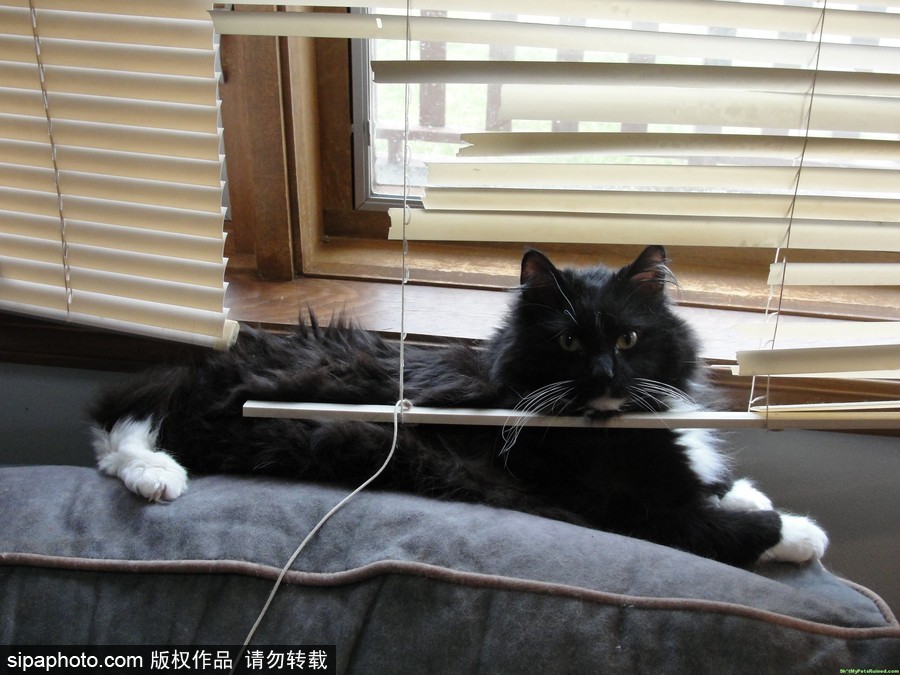 主人的內心是崩潰的！ 盤點寵物破壞大法