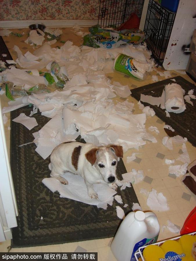 主人的內心是崩潰的！ 盤點寵物破壞大法