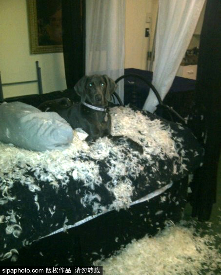 主人的內心是崩潰的！ 盤點寵物破壞大法