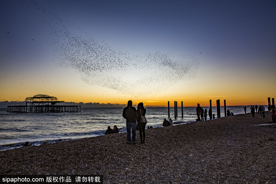 英國布萊頓：日落飛鳥 成群椋鳥掠過天空