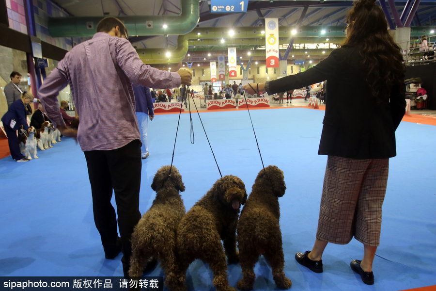 西班牙馬拉加舉行寵物大會 各式“萌寵”大比拼