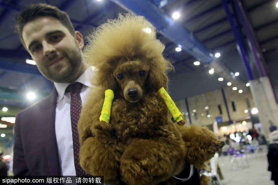 西班牙馬拉加舉行寵物大會 各式“萌寵”大比拼