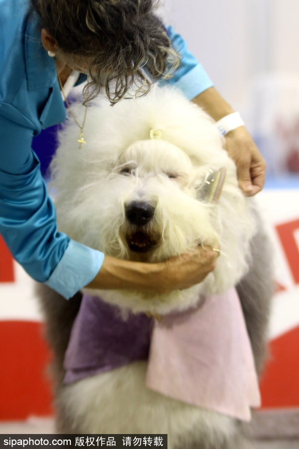 西班牙馬拉加舉行寵物大會(huì) 各式“萌寵”大比拼