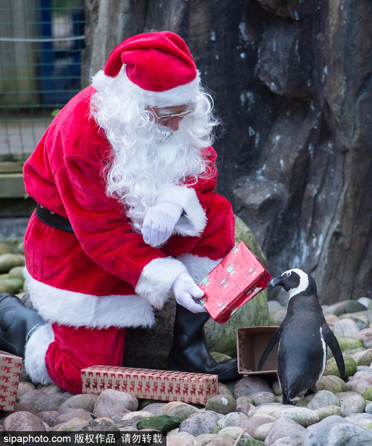 英國布里斯托動物園迎接圣誕節(jié) 動物喜獲“圣誕老人”禮物