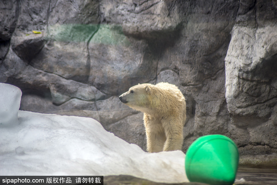 探訪巴西水族館中的北極熊 水中嬉戲玩耍萌態畢露