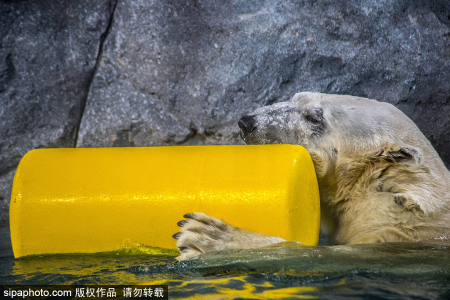 探訪巴西水族館中的北極熊 水中嬉戲玩耍萌態畢露