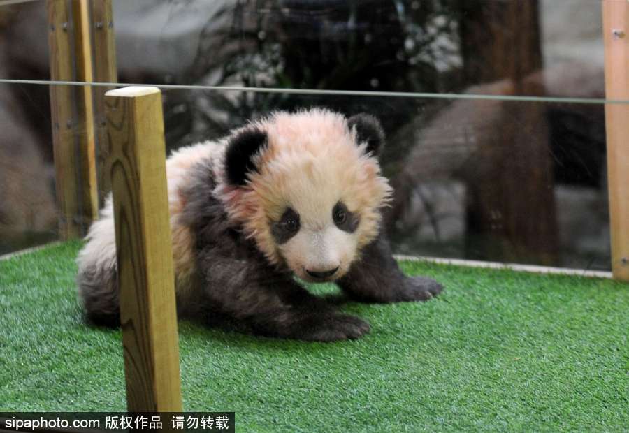 旅法熊貓寶寶取名“圓夢” 法國“第一夫人”參加命名儀式