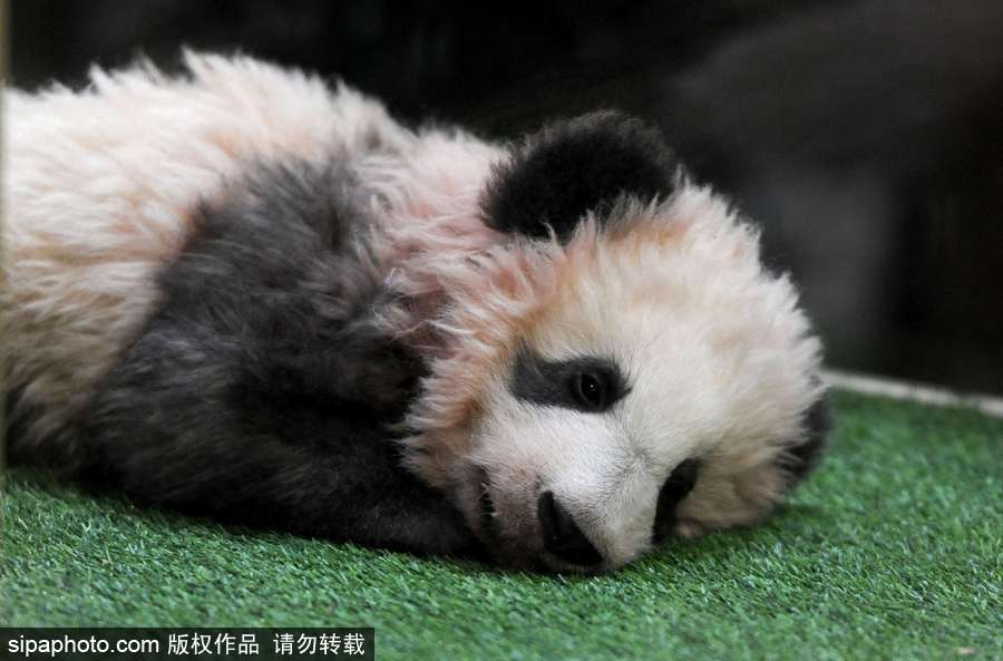 旅法熊貓寶寶取名“圓夢(mèng)” 法國(guó)“第一夫人”參加命名儀式