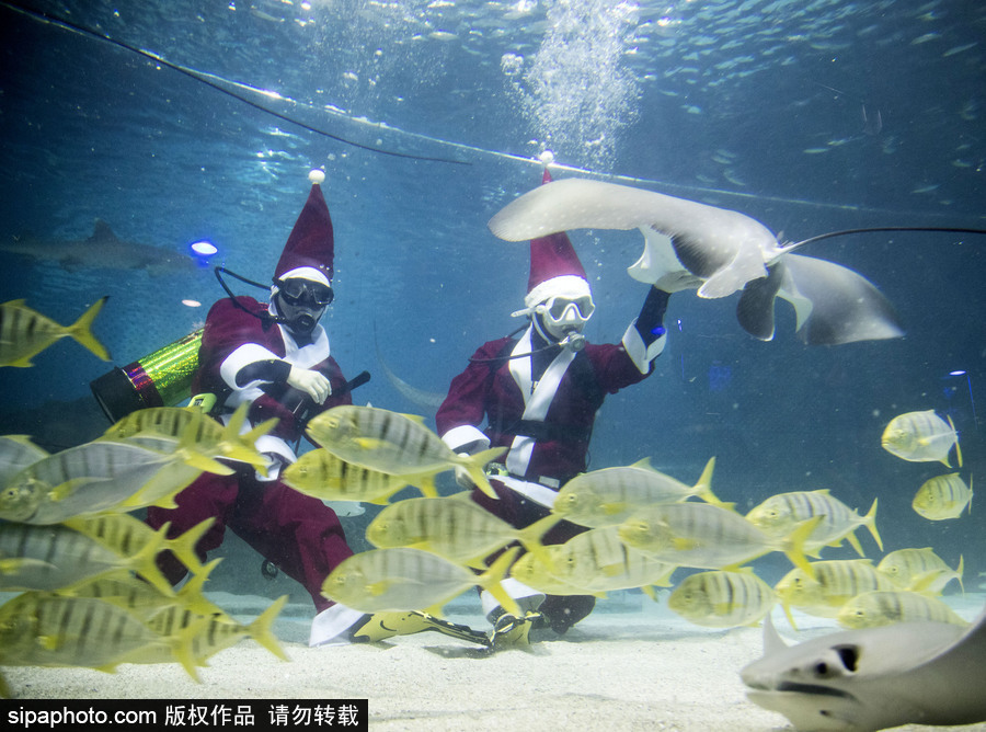 圣誕老人無處不在 韓國潛水員穿圣誕裝與魚群共舞