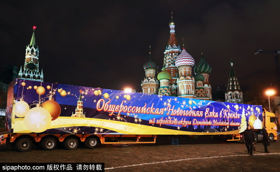 迎接圣誕節！ 巨型圣誕樹搭乘卡車運抵克里姆林宮