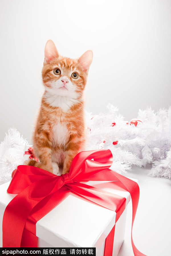 主人看我夠萌嗎？ 盤點萌寵系列圣誕照