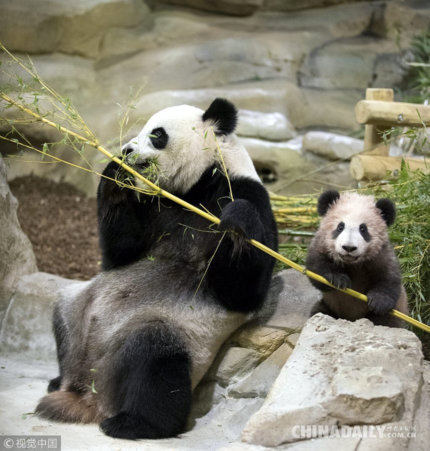 旅法大熊貓寶寶“圓夢”迎來首次公眾參觀日
