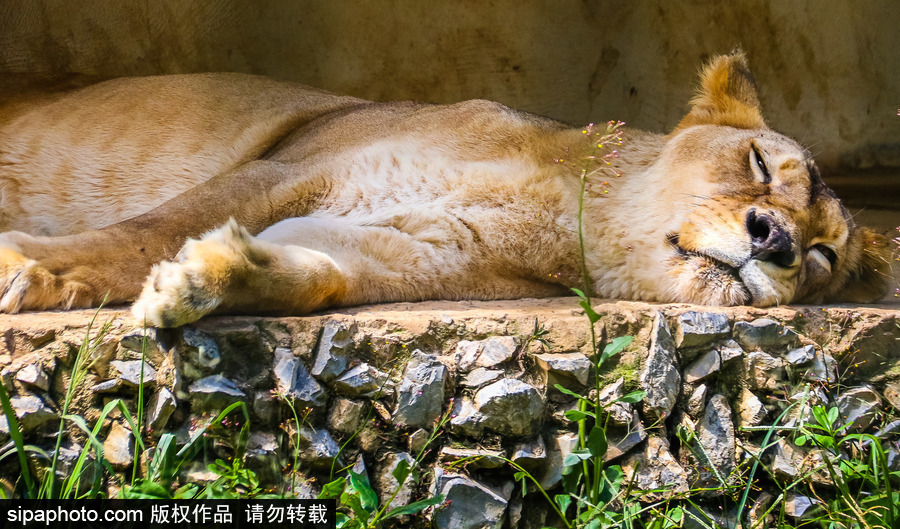 南美洲的微型動物世界 探訪巴西索羅卡巴動物園