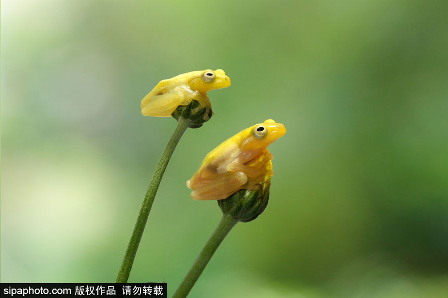 你的“蛙兒子”回來了嗎？盤點(diǎn)動物界佛系蛙日常萌照